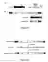 Fig. 22 - Gene delivery system and methods of use