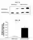 Fig. 02 - RAAV vector-based pro-opiomelanocortin compositions and methods of use