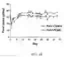 Fig. 06 - RAAV vector-based pro-opiomelanocortin compositions and methods of use