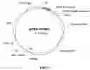 Fig. 09 - RAAV vector-based pro-opiomelanocortin compositions and methods of use