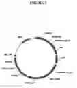 Fig. 08 - Vector system