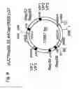 Fig. 07 - Method for producing a recombinant adeno-associated virus, suitable means therefor and use for producing a medicament