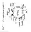 Fig. 08 - Method for producing a recombinant adeno-associated virus, suitable means therefor and use for producing a medicament