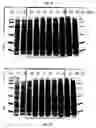 Fig. 19 - Methods and compositions for treating intervertebral disc degeneration