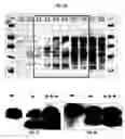Fig. 40 - Methods and compositions for treating intervertebral disc degeneration