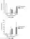 Fig. 31 - Hematopoietic stem cell gene therapy