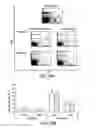 Fig. 43 - Hematopoietic stem cell gene therapy