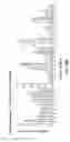 Fig. 50 - Hematopoietic stem cell gene therapy