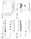 Fig. 22 - Thermostable uvra, uvrb, and uvrc polypeptides and methods of use