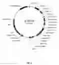 Fig. 09 - Methods of production and use of anti-integrin antibodies for the control of tissue granulation
