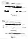 Fig. 10 - Methods for modulating hematopoiesis and vascular growth