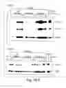 Fig. 20 - Methods for modulating hematopoiesis and vascular growth