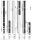 Fig. 02 - Use of B7-H3 as an immunoregulatory agent