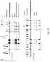 Fig. 03 - Use of B7-H3 as an immunoregulatory agent