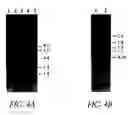 Fig. 07 - Use of a novel cell surface protease from Group B Streptococcus