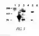 Fig. 08 - Use of a novel cell surface protease from Group B Streptococcus