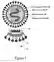 Fig. 02 - SARS-coronavirus virus-like particles and methods of use