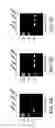 Fig. 08 - Attenuated pestiviruses