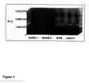 Fig. 02 - Assay system and methods for detecting SARS-CV