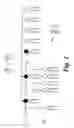 Fig. 02 - Screening methods and sequences relating thereto