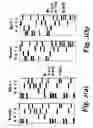 Fig. 06 - Screening methods and sequences relating thereto