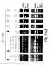 Fig. 07 - Screening methods and sequences relating thereto