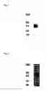 Fig. 02 - Novel polypeptides and polynucleotides encoding same