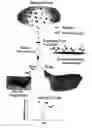 Fig. 01 - Integrated high throughput system for the analysis of biomolecules