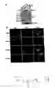 Fig. 08 - Method of treating infection with ABl tyrosine kinase inhibitors