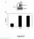 Fig. 09 - Method of treating infection with ABl tyrosine kinase inhibitors