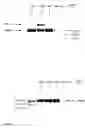 Fig. 06 - Selective gene amplification