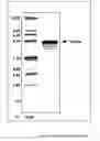 Fig. 24 - Polyvalent protein complex