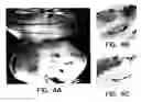 Fig. 05 - Method of screening for compounds that modulate activity of a regulatory sequence of the β-2 subunit of a neuronal nicotinic acetylcholine receptor