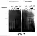 Fig. 08 - Method of screening for compounds that modulate activity of a regulatory sequence of the β-2 subunit of a neuronal nicotinic acetylcholine receptor