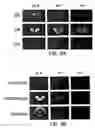 Fig. 11 - Method of screening for compounds that modulate activity of a regulatory sequence of the β-2 subunit of a neuronal nicotinic acetylcholine receptor