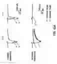 Fig. 12 - Method of screening for compounds that modulate activity of a regulatory sequence of the β-2 subunit of a neuronal nicotinic acetylcholine receptor
