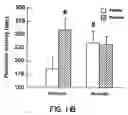 Fig. 15 - Method of screening for compounds that modulate activity of a regulatory sequence of the β-2 subunit of a neuronal nicotinic acetylcholine receptor