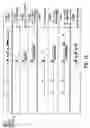 Fig. 16 - Method of screening for compounds that modulate activity of a regulatory sequence of the β-2 subunit of a neuronal nicotinic acetylcholine receptor