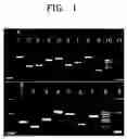 Fig. 02 - Multiplex PCR primer set for amplifying human MODY genes 1,4,5,6 and 7