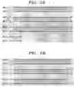 Fig. 03 - Multiplex PCR primer set for amplifying human MODY genes 1,4,5,6 and 7