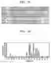 Fig. 04 - Multiplex PCR primer set for amplifying human MODY genes 1,4,5,6 and 7