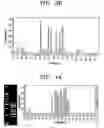 Fig. 05 - Multiplex PCR primer set for amplifying human MODY genes 1,4,5,6 and 7