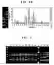 Fig. 06 - Multiplex PCR primer set for amplifying human MODY genes 1,4,5,6 and 7