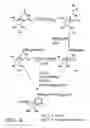 Fig. 07 - Nucleic acid labeling compounds