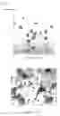 Fig. 02 - Methods for isolation of osteoclast precursor cells and inducing their differentiation into osteoclasts