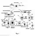 Fig. 02 - Lineage-restricted neuronal precursors