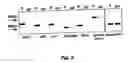 Fig. 03 - Lineage-restricted neuronal precursors