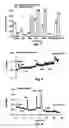 Fig. 04 - Lineage-restricted neuronal precursors