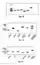 Fig. 08 - Lineage-restricted neuronal precursors