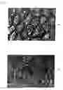 Fig. 02 - Ectocornea-like sheet and method of constructing the same